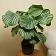 BLOOMIQUE - Lot de 2 - Calathea Orbifolia - Plante paon - Plantes d'intérieur - H. 60-80 cm - P. 17 cm - vignette