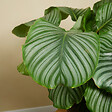 BLOOMIQUE - Lot de 2 - Calathea Orbifolia - Plante paon - Plantes d'intérieur - H. 60-80 cm - P. 17 cm - vignette