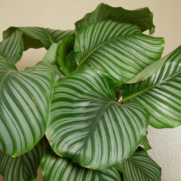 BLOOMIQUE - Lot de 2 - Calathea Orbifolia - Plante paon - Plantes d'intérieur - H. 60-80 cm - P. 17 cm - large