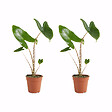 BLOOMIQUE - Lot de 2 - Alocasia Zebrina - Oreille d'éléphant - Plantes d'intérieur - H. 30-50 cm - vignette