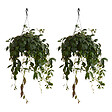 BLOOMIQUE - Lot de 2 - Aeschynanthus Marmoratus - Plante rouge à lèvres - H. 30-40 cm - P. 17 cm - vignette
