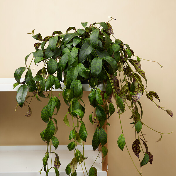 BLOOMIQUE - Lot de 2 - Aeschynanthus Marmoratus - Plante rouge à lèvres - H. 30-40 cm - P. 17 cm - large
