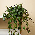 BLOOMIQUE - Lot de 2 - Aeschynanthus Marmoratus - Plante rouge à lèvres - H. 30-40 cm - P. 17 cm - vignette