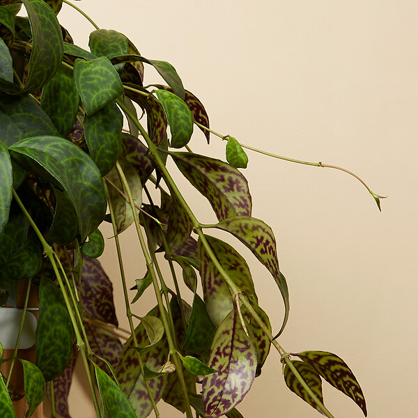 BLOOMIQUE - Lot de 2 - Aeschynanthus Marmoratus - Plante rouge à lèvres - H. 30-40 cm - P. 17 cm - large