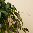BLOOMIQUE - Lot de 2 - Aeschynanthus Marmoratus - Plante rouge à lèvres - H. 30-40 cm - P. 17 cm - vignette