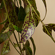 BLOOMIQUE - Lot de 2 - Aeschynanthus Marmoratus - Plante rouge à lèvres - H. 30-40 cm - P. 17 cm - vignette