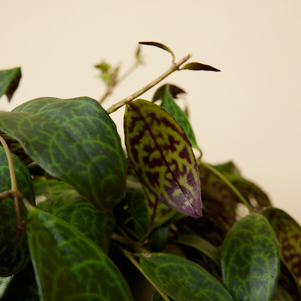 BLOOMIQUE - Lot de 2 - Aeschynanthus Marmoratus - Plante rouge à lèvres - H. 30-40 cm - P. 17 cm - large