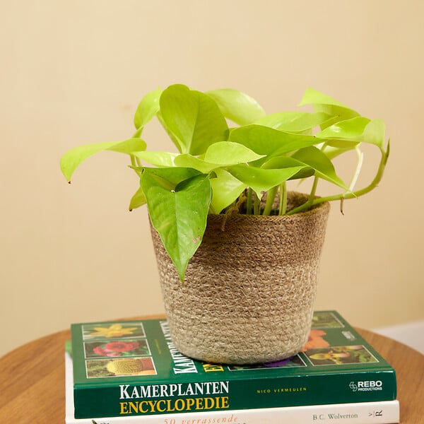 BLOOMIQUE - Scindapsus Epipremnum Golden Photos - Plante retombante - H. 15-20 cm - P. 12 cm - large
