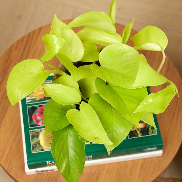 BLOOMIQUE - Scindapsus Epipremnum Golden Photos - Plante retombante - H. 15-20 cm - P. 12 cm - large