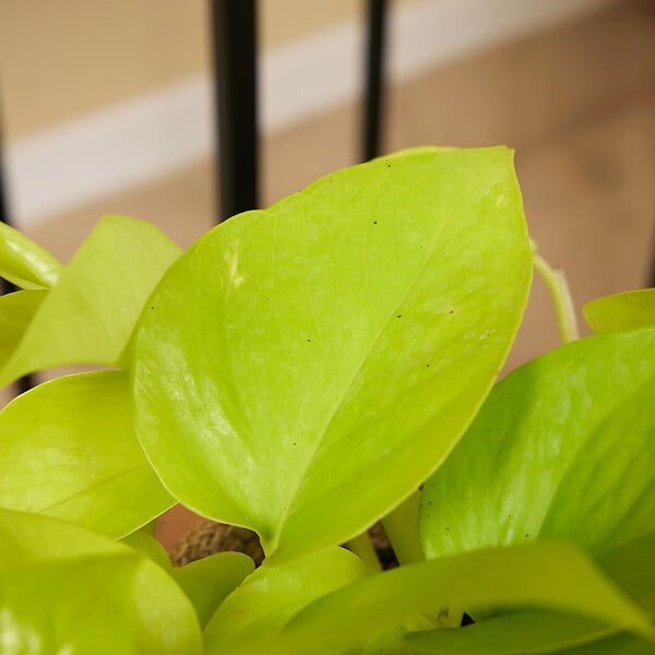 BLOOMIQUE - Scindapsus Epipremnum Golden Photos - Plante retombante - H. 15-20 cm - P. 12 cm - large