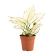 BLOOMIQUE - Aglaonema White Joy - Plante d'intérieur - Purificateur d'air - Hauteur 20-30 cm - Pot de 12 cm - vignette
