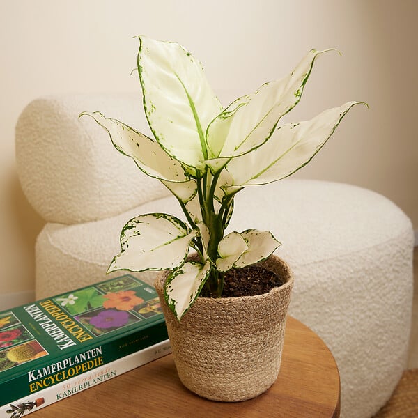 BLOOMIQUE - Aglaonema White Joy - Plante d'intérieur - Purificateur d'air - Hauteur 20-30 cm - Pot de 12 cm - large