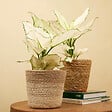 BLOOMIQUE - Aglaonema White Joy - Plante d'intérieur - Purificateur d'air - Hauteur 20-30 cm - Pot de 12 cm - vignette
