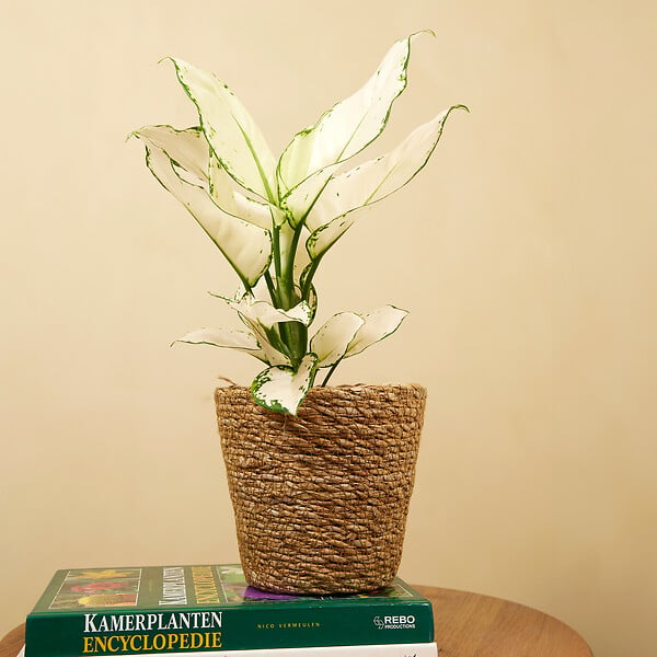 BLOOMIQUE - Aglaonema White Joy - Plante d'intérieur - Purificateur d'air - Hauteur 20-30 cm - Pot de 12 cm - large