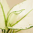 BLOOMIQUE - Aglaonema White Joy - Plante d'intérieur - Purificateur d'air - Hauteur 20-30 cm - Pot de 12 cm - vignette
