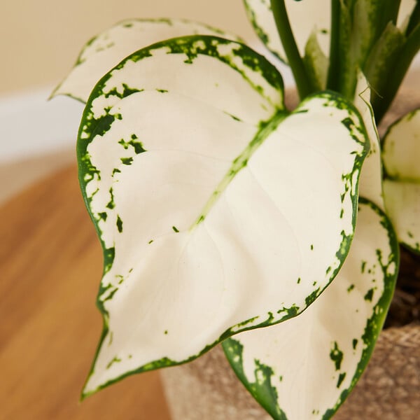 BLOOMIQUE - Aglaonema White Joy - Plante d'intérieur - Purificateur d'air - Hauteur 20-30 cm - Pot de 12 cm - large