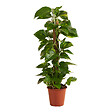 BLOOMIQUE - Epipremnum Aureum - Avec tige en mousse - Lierre dragon - Plante grimpante - H. 70-90 cm - vignette