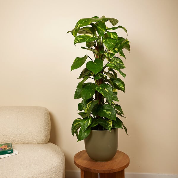 BLOOMIQUE - Epipremnum Aureum - Avec tige en mousse - Lierre dragon - Plante grimpante - H. 70-90 cm - large