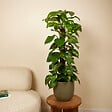 BLOOMIQUE - Epipremnum Aureum - Avec tige en mousse - Lierre dragon - Plante grimpante - H. 70-90 cm - vignette
