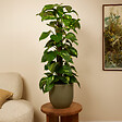 BLOOMIQUE - Epipremnum Aureum - Avec tige en mousse - Lierre dragon - Plante grimpante - H. 70-90 cm - vignette