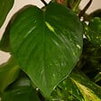 BLOOMIQUE - Epipremnum Aureum - Avec tige en mousse - Lierre dragon - Plante grimpante - H. 70-90 cm - vignette