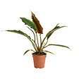 BLOOMIQUE - Philodendron Bipinnatifidum Choco Empress - Plante d'intérieur - Purificateur d'air - H. 15-25 cm - vignette