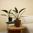 BLOOMIQUE - Philodendron Bipinnatifidum Choco Empress - Plante d'intérieur - Purificateur d'air - H. 15-25 cm - vignette