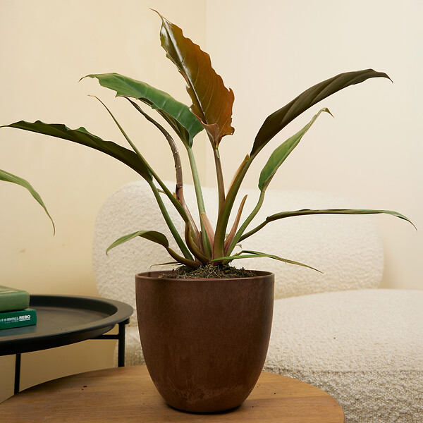 BLOOMIQUE - Philodendron Bipinnatifidum Choco Empress - Plante d'intérieur - Purificateur d'air - H. 15-25 cm - large