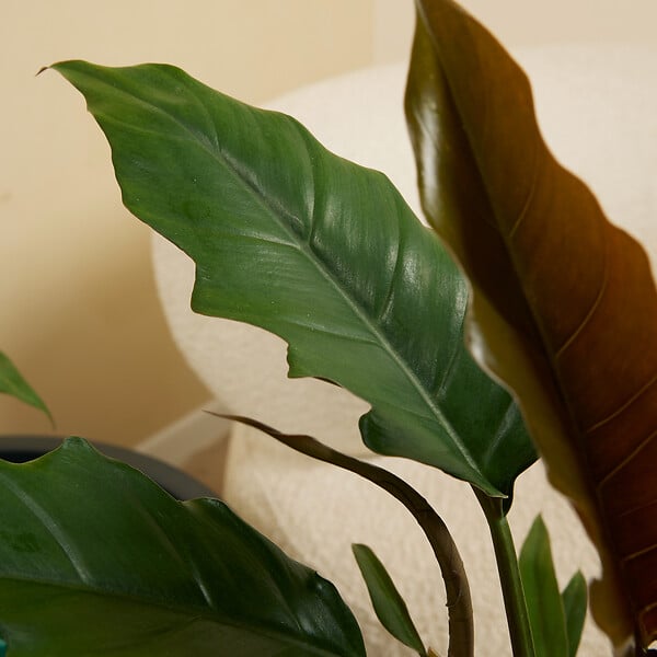 BLOOMIQUE - Philodendron Bipinnatifidum Choco Empress - Plante d'intérieur - Purificateur d'air - H. 15-25 cm - large
