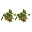 BLOOMIQUE - Lot de 2 - Philodendron Scandens - Plante suspendue - H. 15-20 cm -12 cm - vignette