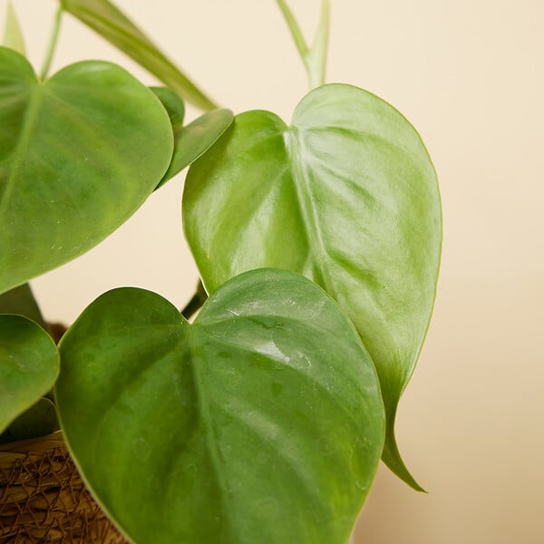 BLOOMIQUE - Lot de 2 - Philodendron Scandens - Plante suspendue - H. 15-20 cm -12 cm - large