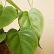 BLOOMIQUE - Lot de 2 - Philodendron Scandens - Plante suspendue - H. 15-20 cm -12 cm - vignette
