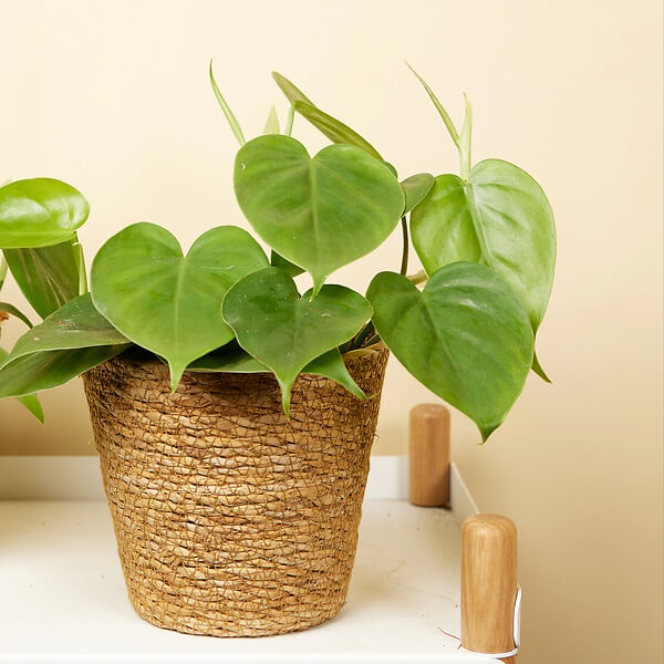 BLOOMIQUE - Lot de 2 - Philodendron Scandens - Plante suspendue - H. 15-20 cm -12 cm - large