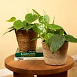BLOOMIQUE - Lot de 2 - Philodendron Scandens - Plante suspendue - H. 15-20 cm -12 cm - vignette