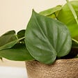 BLOOMIQUE - Lot de 2 - Philodendron Scandens - Plante suspendue - H. 15-20 cm -12 cm - vignette