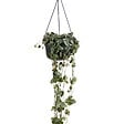 BLOOMIQUE - Ceropegia Woodii - Lanterne chinoise - Plante suspendue - H. 15-20 cm - P. 12 cm - vignette