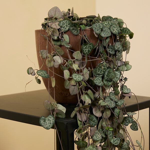 BLOOMIQUE - Ceropegia Woodii - Lanterne chinoise - Plante suspendue - H. 15-20 cm - P. 12 cm - large