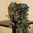 BLOOMIQUE - Ceropegia Woodii - Lanterne chinoise - Plante suspendue - H. 15-20 cm - P. 12 cm - vignette