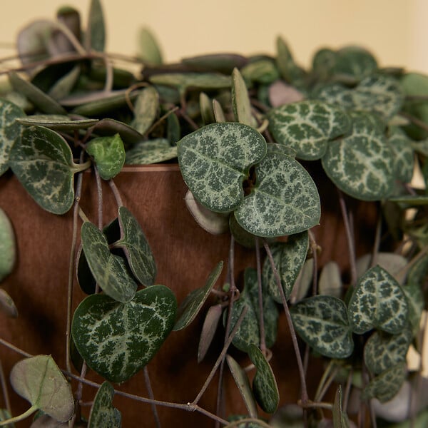 BLOOMIQUE - Ceropegia Woodii - Lanterne chinoise - Plante suspendue - H. 15-20 cm - P. 12 cm - large