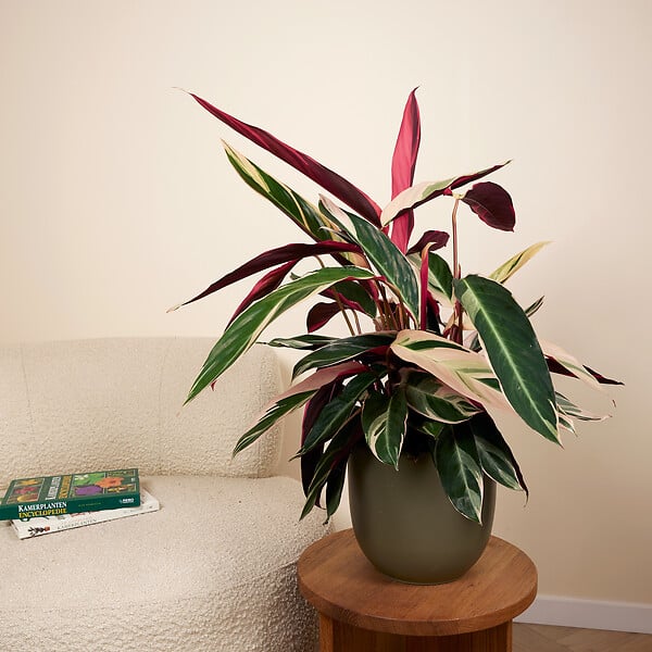 BLOOMIQUE - Calathea Triostar - Plante paon - Plantes d'intérieur - Purificateur d'air - H. 40-60 cm - large