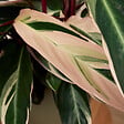 BLOOMIQUE - Calathea Triostar - Plante paon - Plantes d'intérieur - Purificateur d'air - H. 40-60 cm - vignette