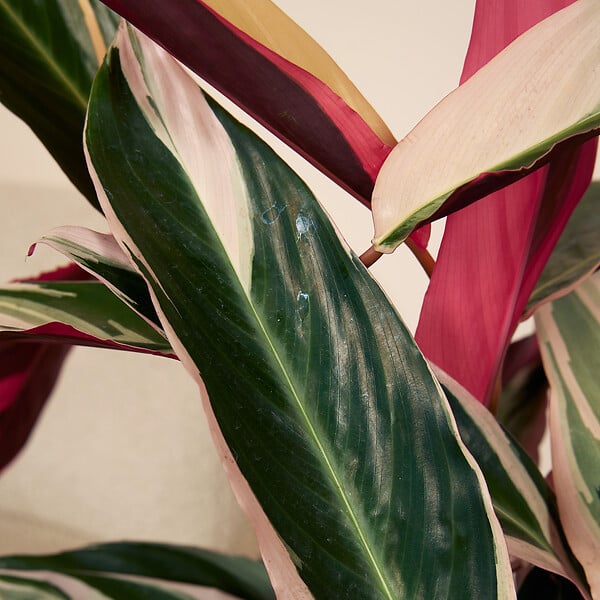 BLOOMIQUE - Calathea Triostar - Plante paon - Plantes d'intérieur - Purificateur d'air - H. 40-60 cm - large