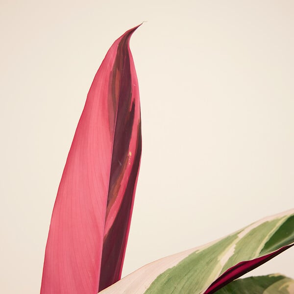 BLOOMIQUE - Calathea Triostar - Plante paon - Plantes d'intérieur - Purificateur d'air - H. 40-60 cm - large