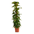 BLOOMIQUE - Epipremnum Aureum - Avec tige de mousse - Lierre dragon - H. 140-160 cm - P. 27 cm - vignette