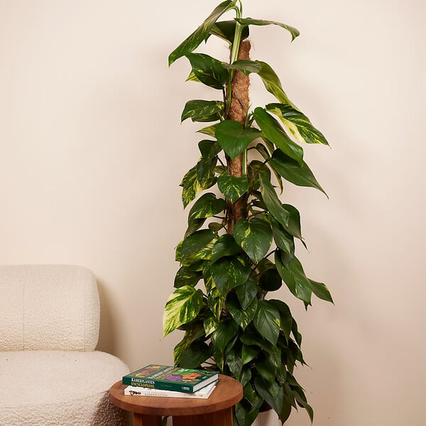 BLOOMIQUE - Epipremnum Aureum - Avec tige de mousse - Lierre dragon - H. 140-160 cm - P. 27 cm - large