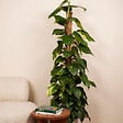 BLOOMIQUE - Epipremnum Aureum - Avec tige de mousse - Lierre dragon - H. 140-160 cm - P. 27 cm - vignette