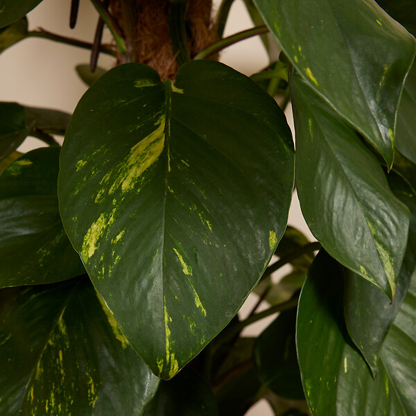 BLOOMIQUE - Epipremnum Aureum - Avec tige de mousse - Lierre dragon - H. 140-160 cm - P. 27 cm - large