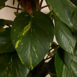 BLOOMIQUE - Epipremnum Aureum - Avec tige de mousse - Lierre dragon - H. 140-160 cm - P. 27 cm - vignette