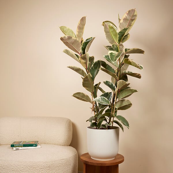BLOOMIQUE - Ficus Elastica Tineke - Caoutchouc - Plante d'intérieur - Purificateur d'air - H. 90-110 cm - P. 27 - large