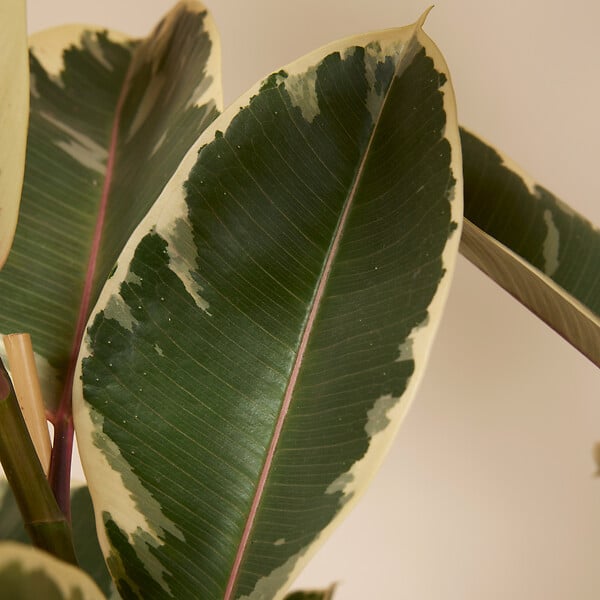 BLOOMIQUE - Ficus Elastica Tineke - Caoutchouc - Plante d'intérieur - Purificateur d'air - H. 90-110 cm - P. 27 - large